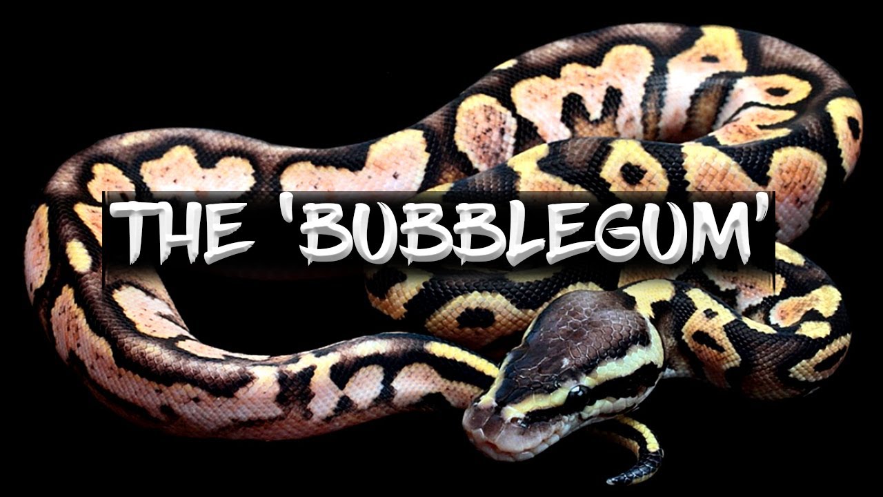 Шаровидный питон «Bubblegum»