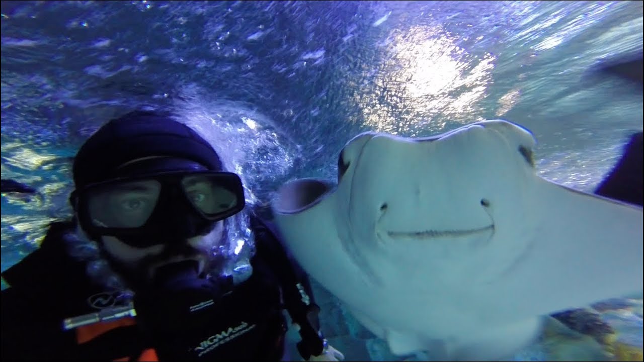 Manta Vatozları ile Emaar Akvaryumda Scuba Dalış - Tropikal Vatozlar ile dans