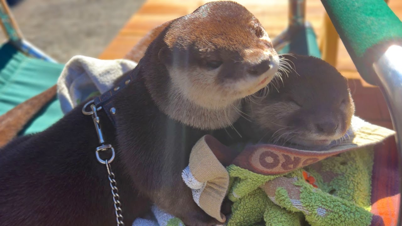 [Оригинальное видео] Милая медсестра выдра: Забота о больном партнере