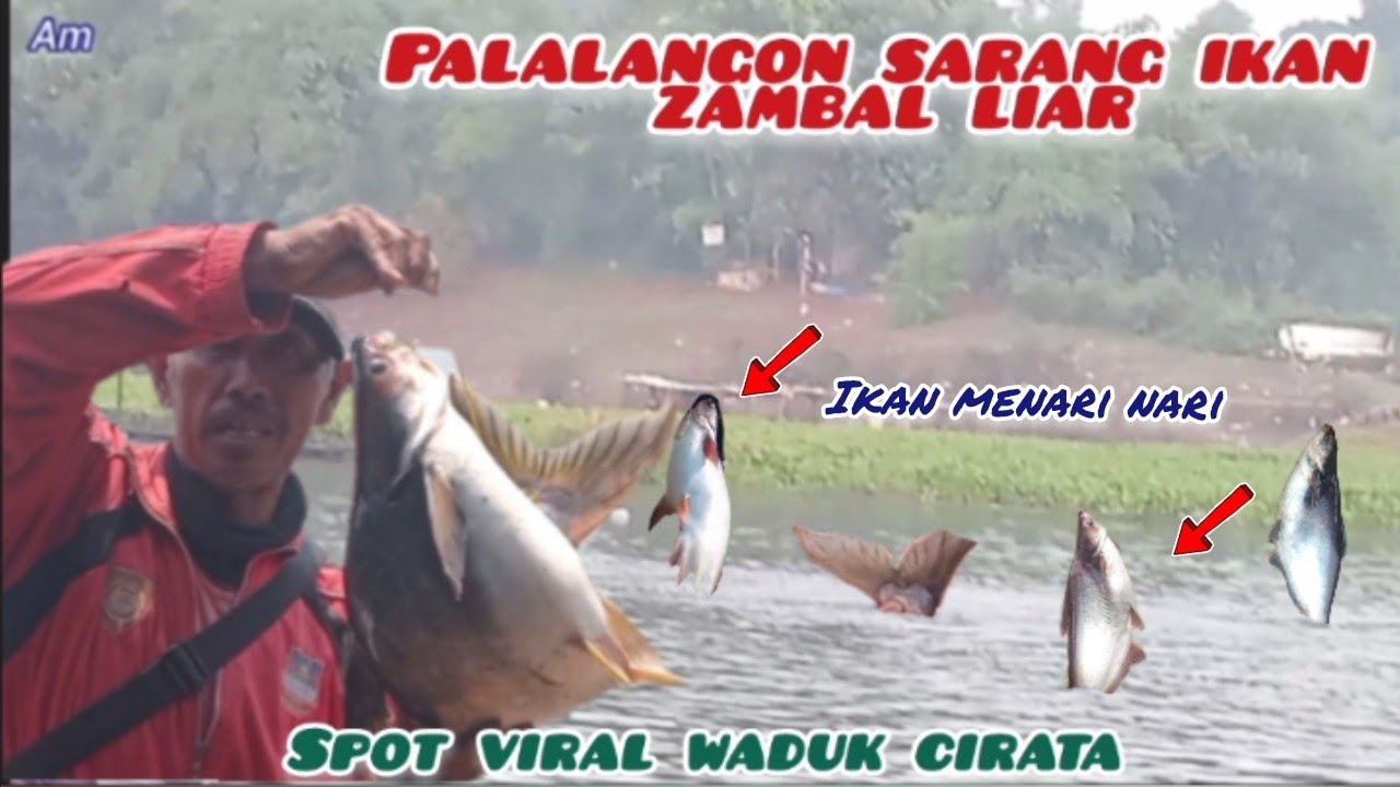 PALALANGON SARANG IKAN ZAMBAL BESAR !! STREK IKAN LIAR MENARI NARI DI WADUK CIRATA TERBARU