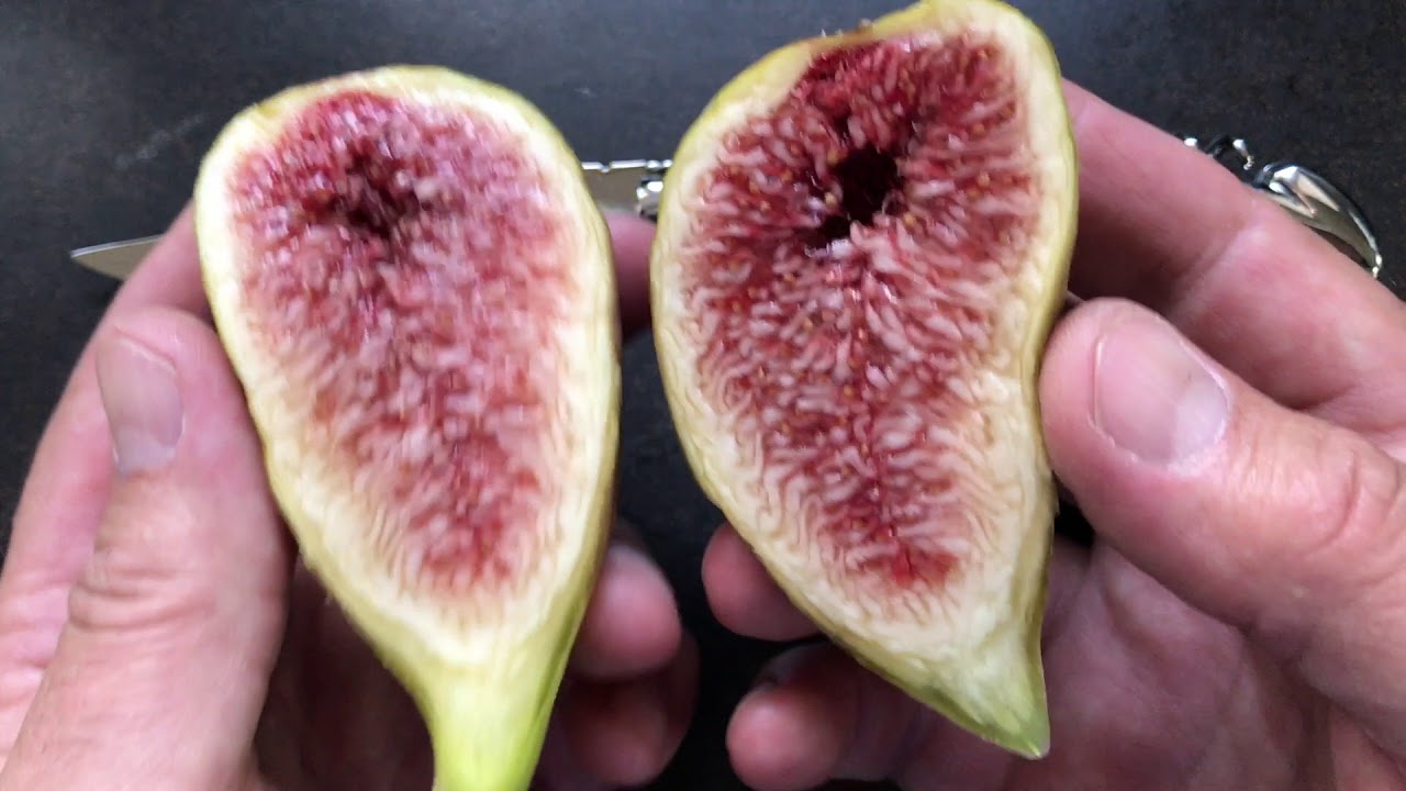 french fig farm: Longue d'Août