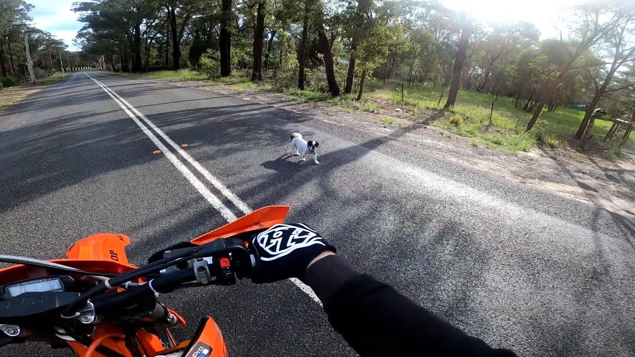 Guy Riding Bike Finds Dog Sitting In The Street | The Dodo