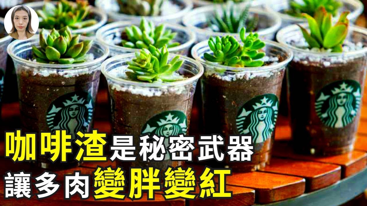 咖啡渣養多肉，不花1分錢，讓多肉變胖變紅不化水！|花花世界