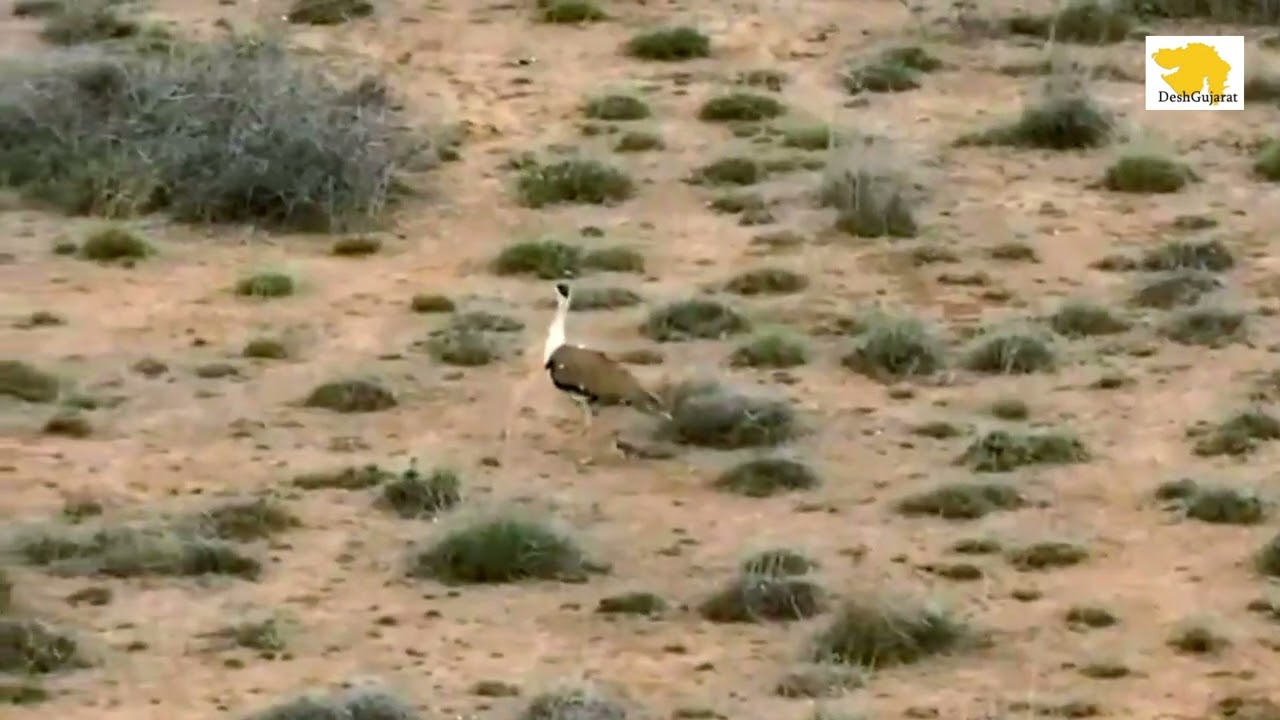 Great Indian Bustard Chick Born in Kutch After 10 Years