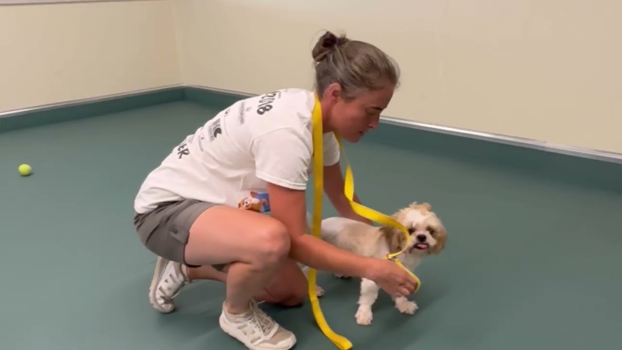 How Do We Write a Rescue Dog&rsquo;s Bio?