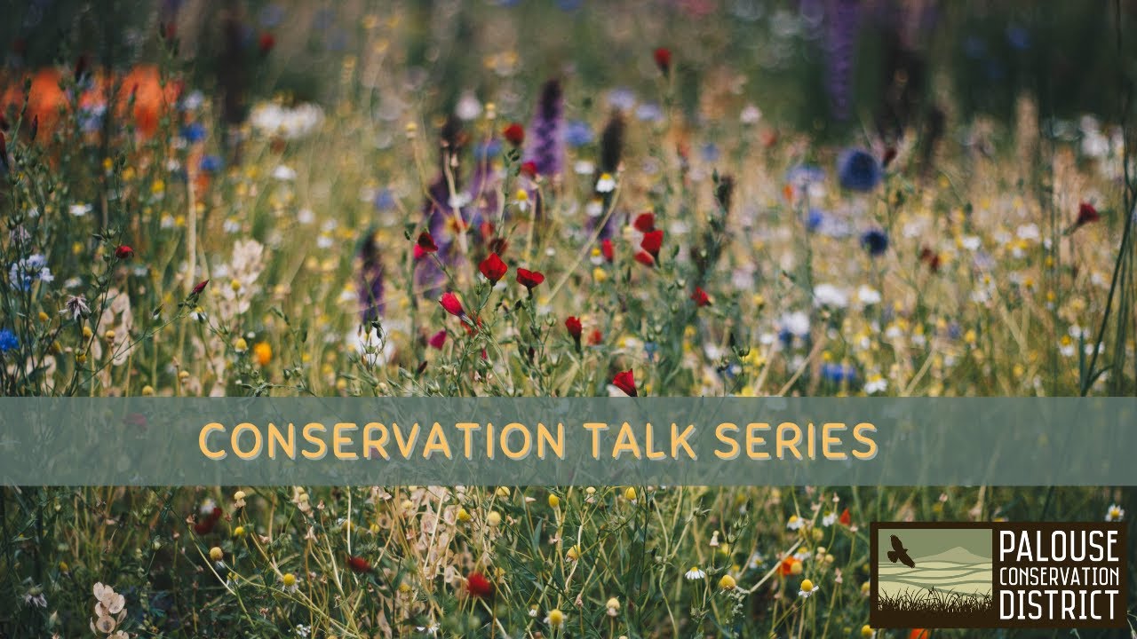 Conservation Talk Series | The Threatened Spalding's Catchfly of the Palouse Prairie