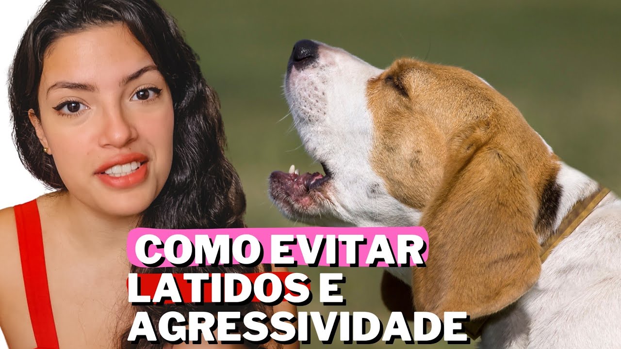 5 Formas| acabar com latidos e agressividade spitz alemão
