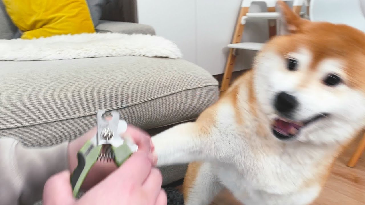 主人給柴犬剪指甲，全程罵罵咧咧！