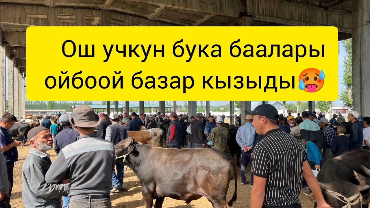 ОШ УЧКУН БУКА БААЛАР ОЙБООЙ БАЗАР КЫЗЫДЫ🥵2025 ж 8 июнь