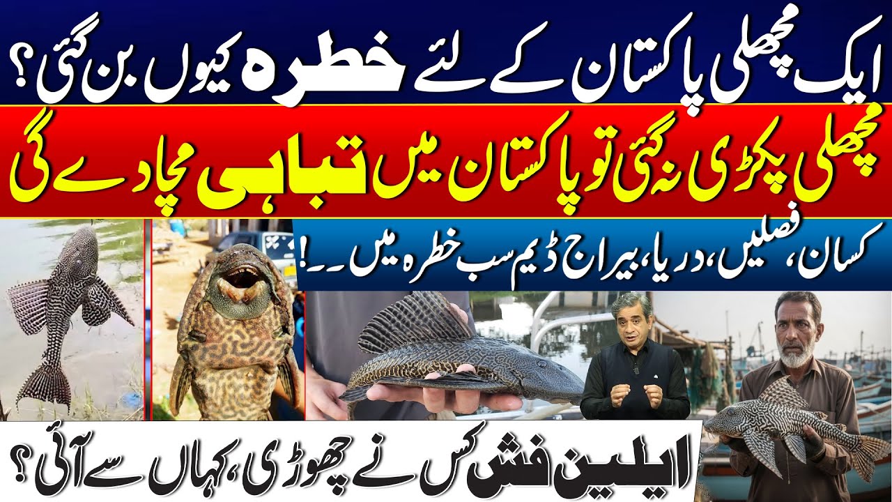 Alien Fish Threatens Pakistan: Crops, Rivers, and Dams in Danger! | 24 News HD