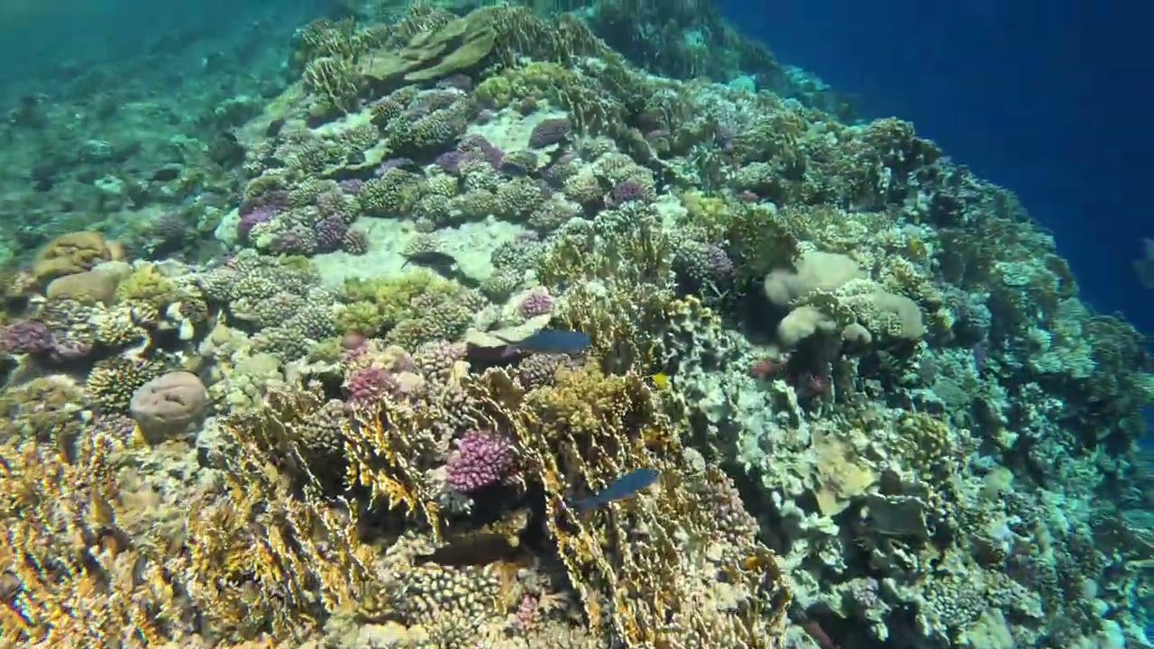 Fantastic snorkelling while staying at Viva Blue Soma Bay Egypt 4/24