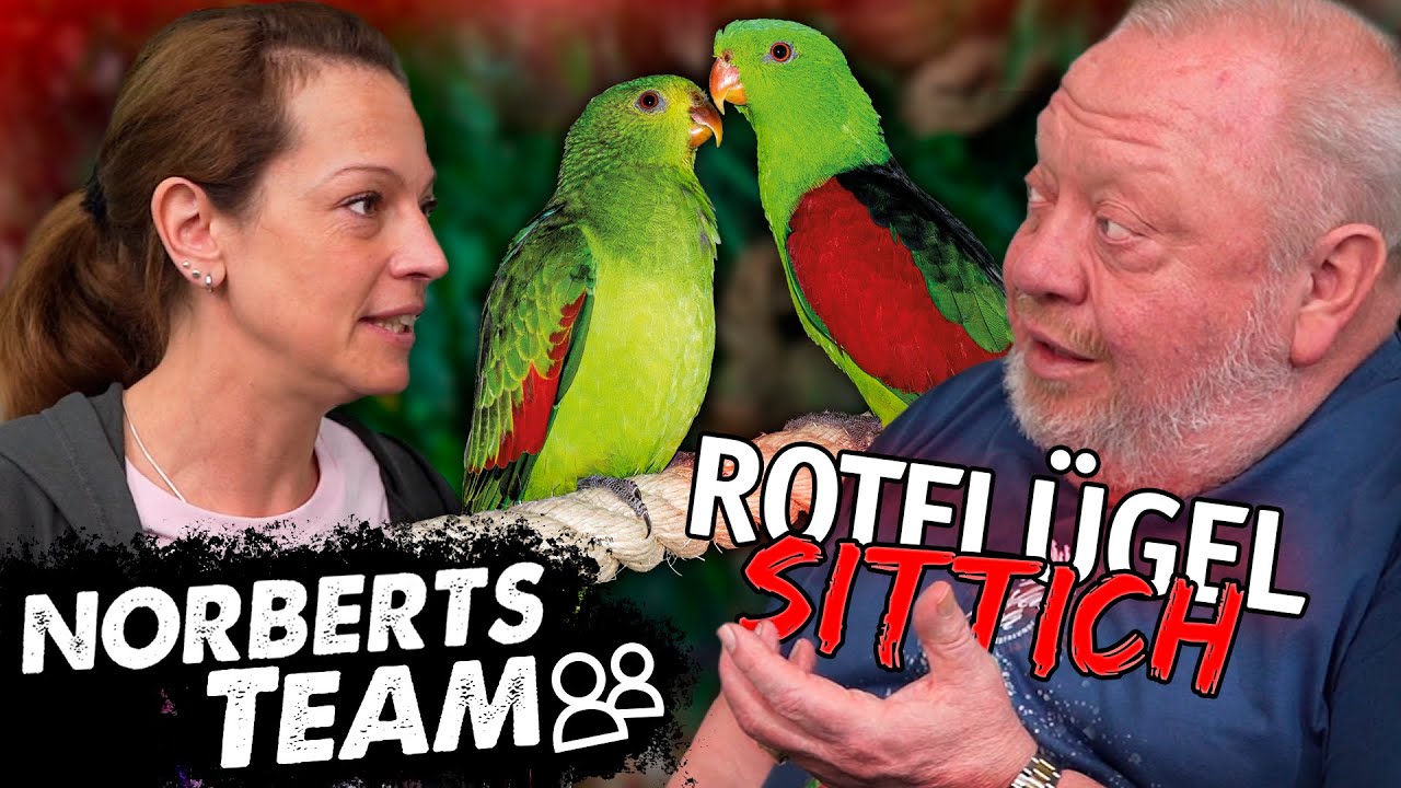 ROTFLÜGEL | NORBERTS TEAM | Zoo Zajac
