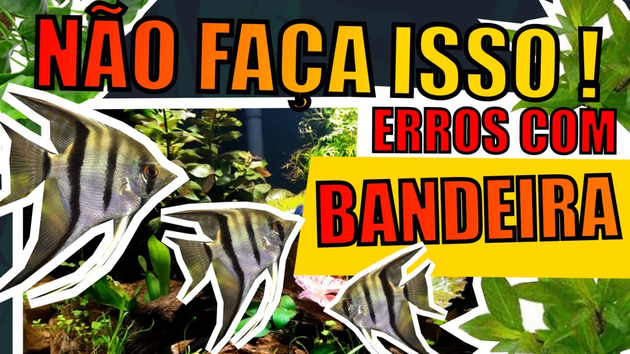 🔴ACARÁ BANDEIRA: ERROS QUE AQUARISTAS COMETEM |Mr. Betta|
