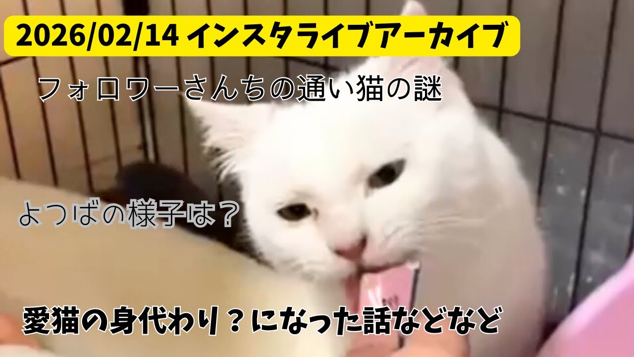 【2/14インスタライブアーカイブ】雑談ライブ😸