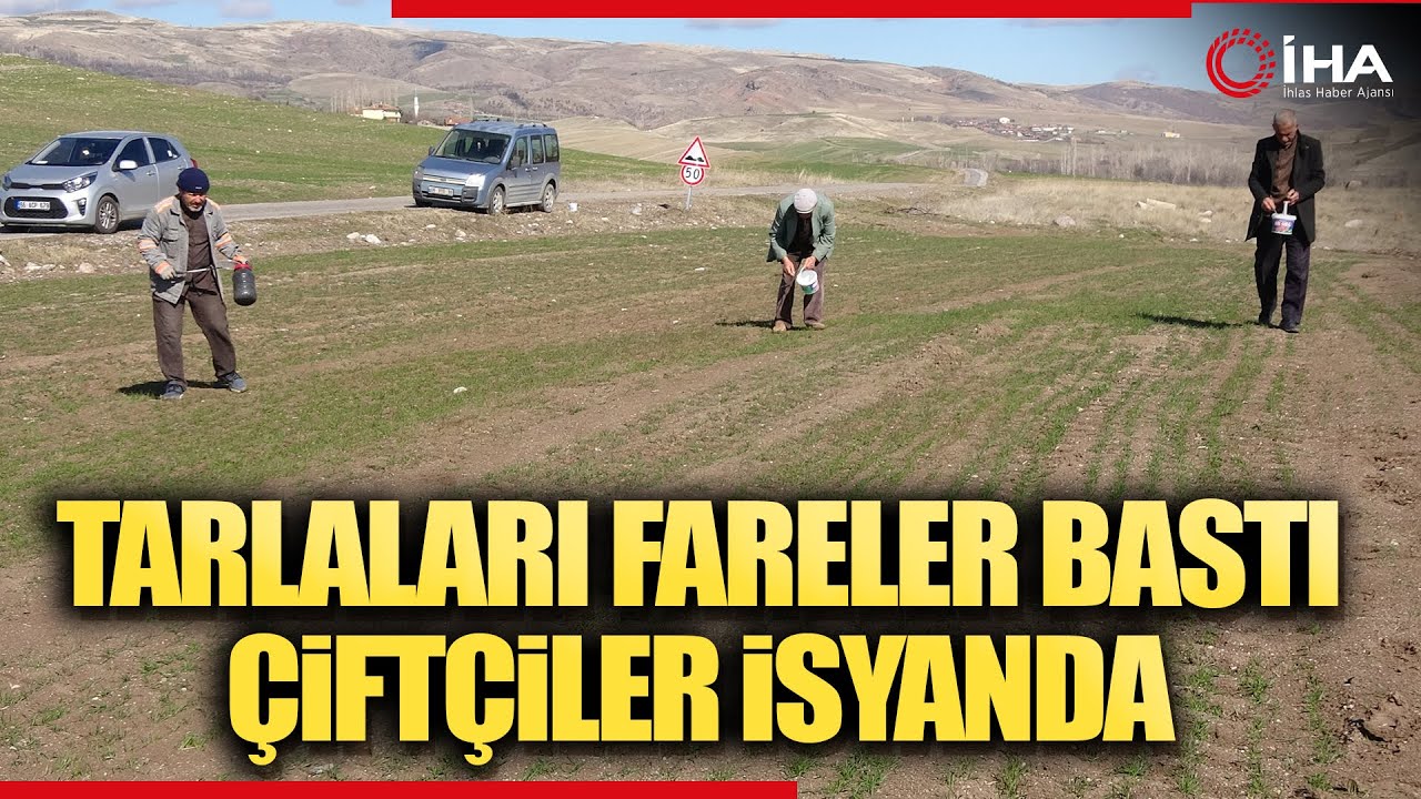 Çiftçinin Başı Tarla Fareleriyle Dertte