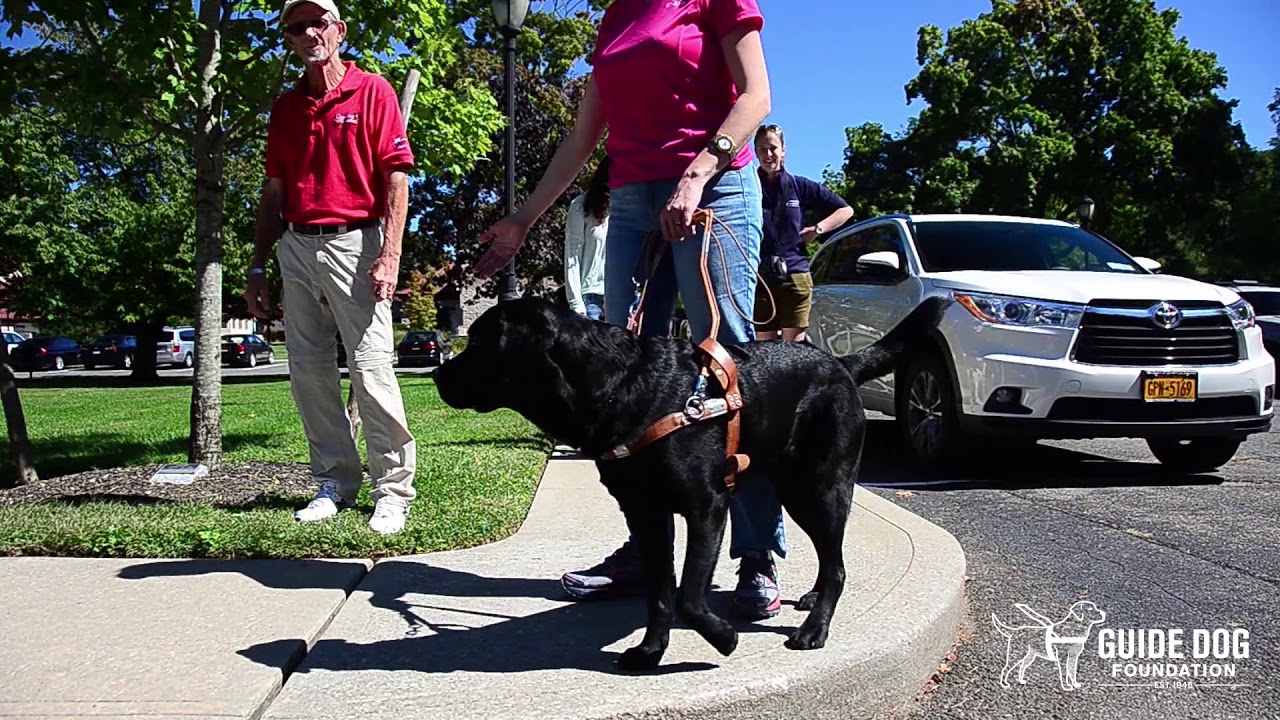 Meet Guide Dog Foundation graduate Sonja and her new guide