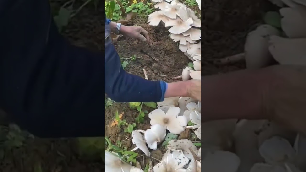 mushroom picking #mushroomhunting #mushroomforest #mushroompicking #wildmushrooms #shorts