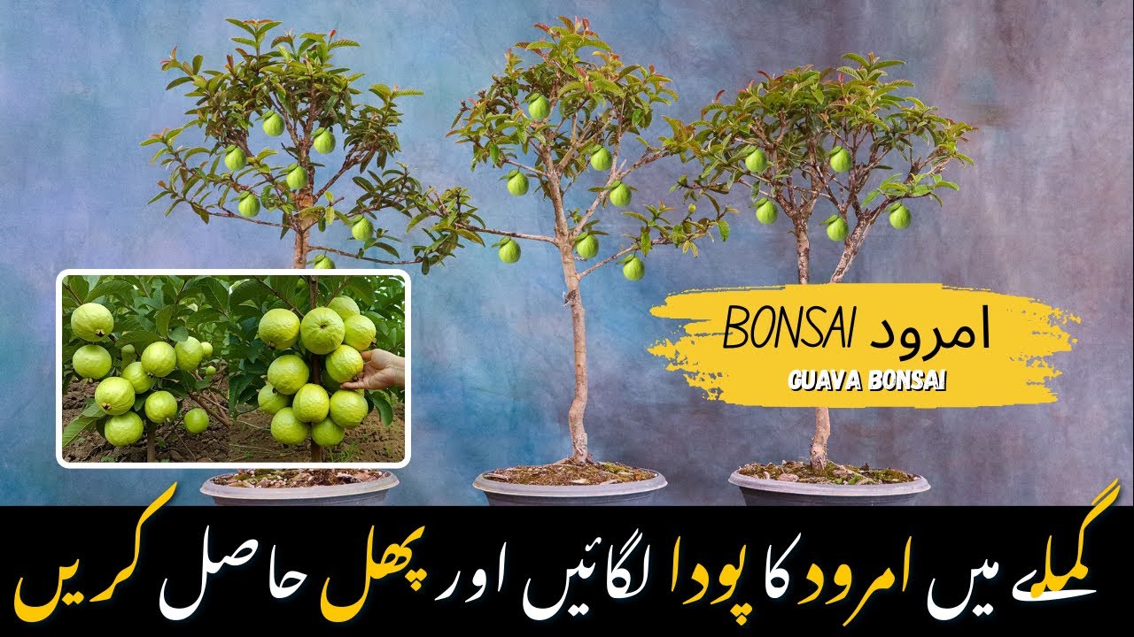 امرود کے پودے کی کٹنگ | گملے میں ہی فروٹ لینے کا آسان طریقہ