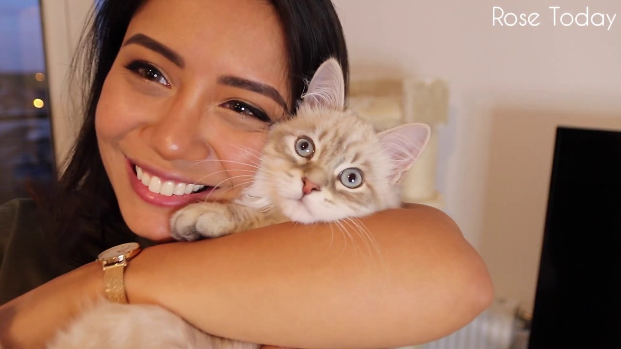 ON A ADOPTÉ UN CHAT HYPOALLERGÉNIQUE (SIBÉRIEN) + MON BILAN PHOBIE DES CHATS