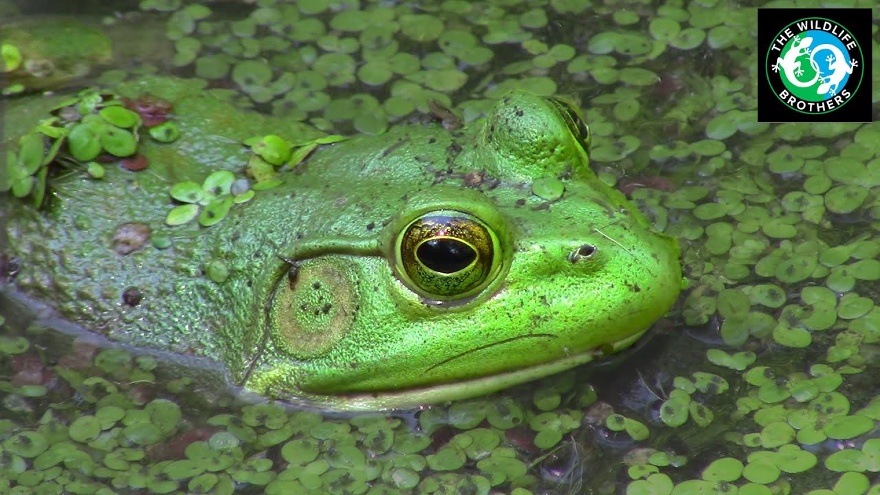 The Voracious American Bullfrog!