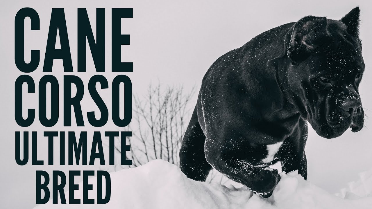 Cane Corso | The Ultimate Breed #canecorso
