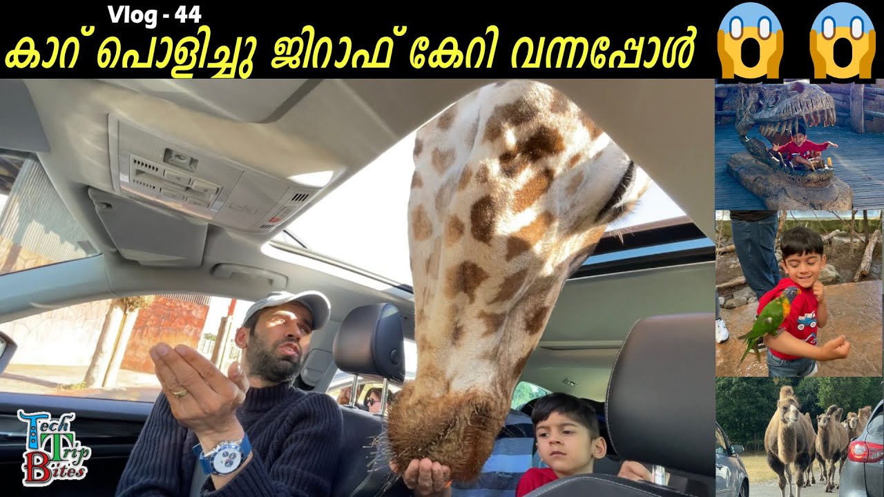 കാറ് പൊളിച്ചു ജിറാഫ് കേറി വന്നപ്പോൾ😱😱 മനുഷ്യരെ കൂട്ടിലാക്കി മൃഗങ്ങൾ വിഹരിക്കുന്ന സ്ഥലം | Safari Park