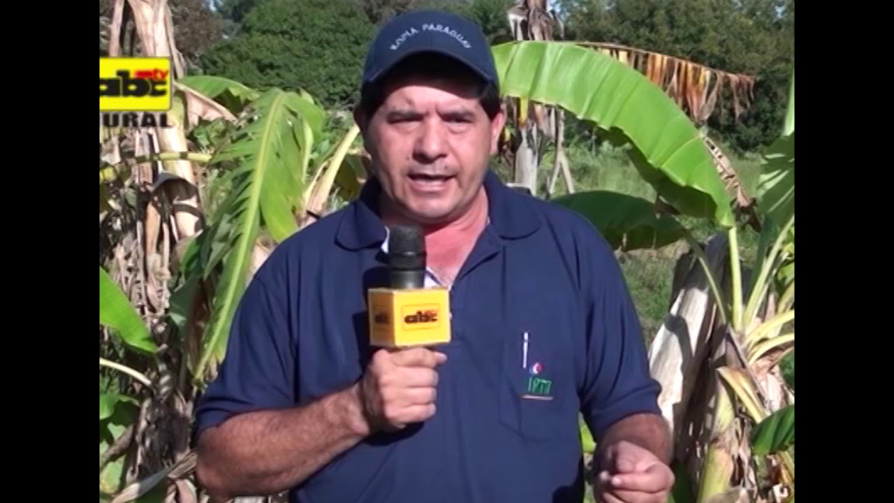 Mal de  Panamá y su control en banano