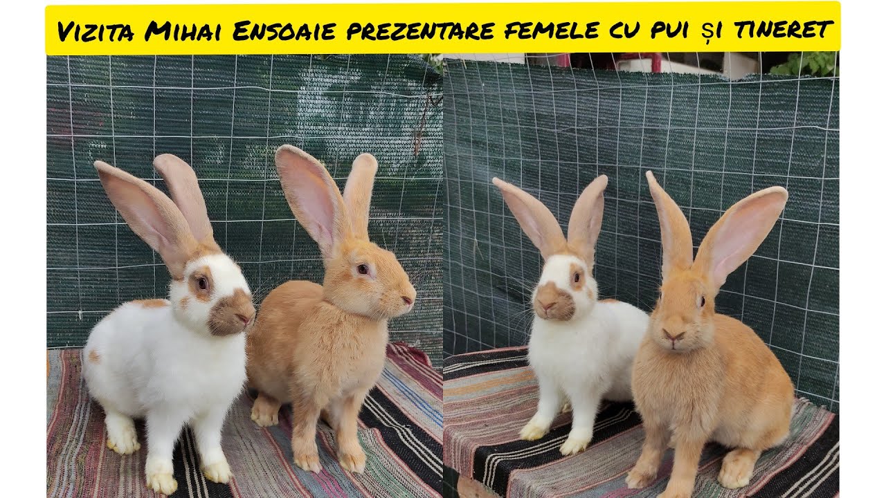 Vizita Mihai Ensoaie, prezentam femelele cu pui și tineret disponibil 🤗😁🥇august 2021