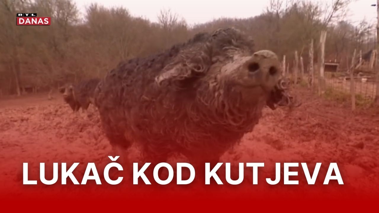 Uzgajivač mangulica iz Slavonije otkrio kako je pobijedio svinjsku kugu: 'Nema bojazni' | RTL Danas