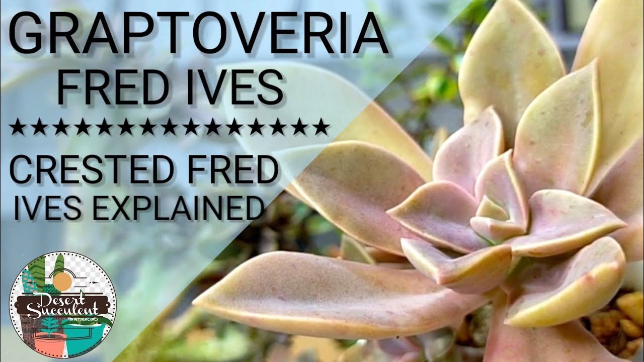 19 Graptoveria Fred Ives Succulent Care Guide | 다육식물 多肉植物 Suculentas