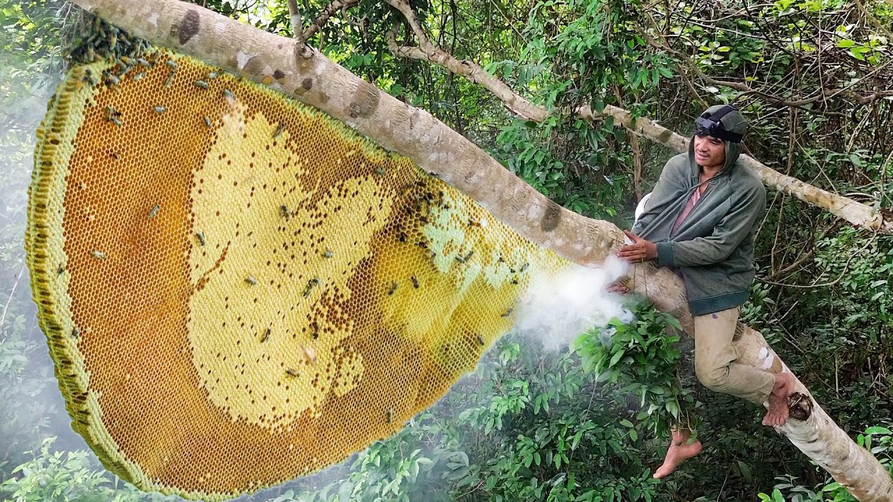 Harvesting natural Honey Bee Hive From Mountain Goes Market Sell