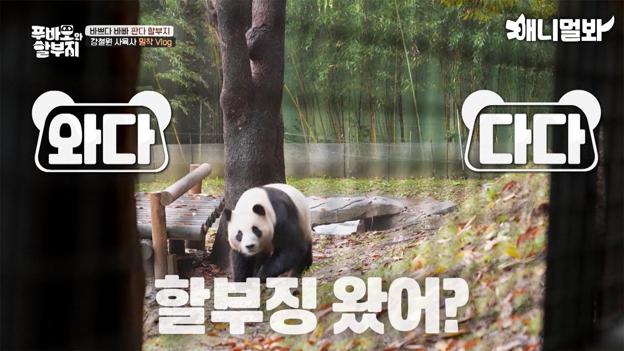 Напряженный день дедушки-панды с младенцами