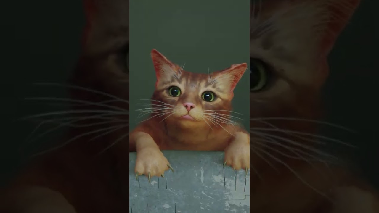 Poor cat