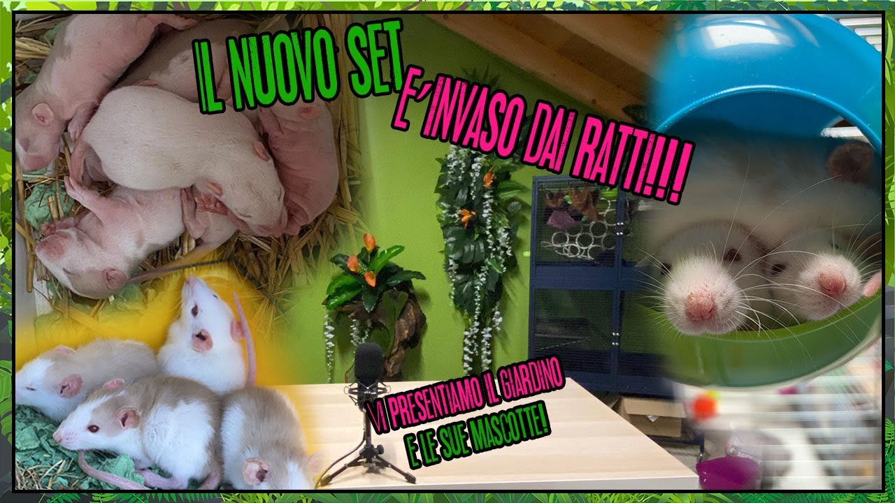 Vi presentiamo i nostri RATTI! || Illogical Garden