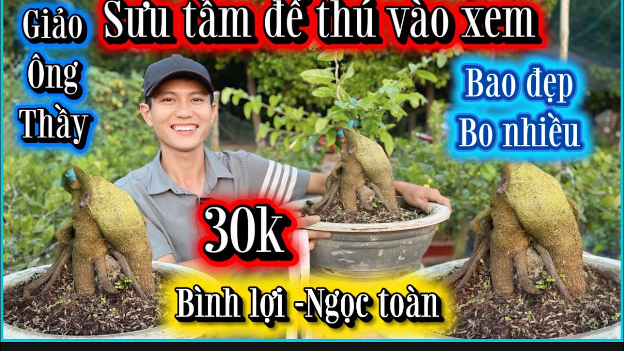 4-3-2026☎️098 100 1233📲mai giống giá rẻ giảo ông thầy-như ý-bình lợi-Ngọc toàn bao mã số 