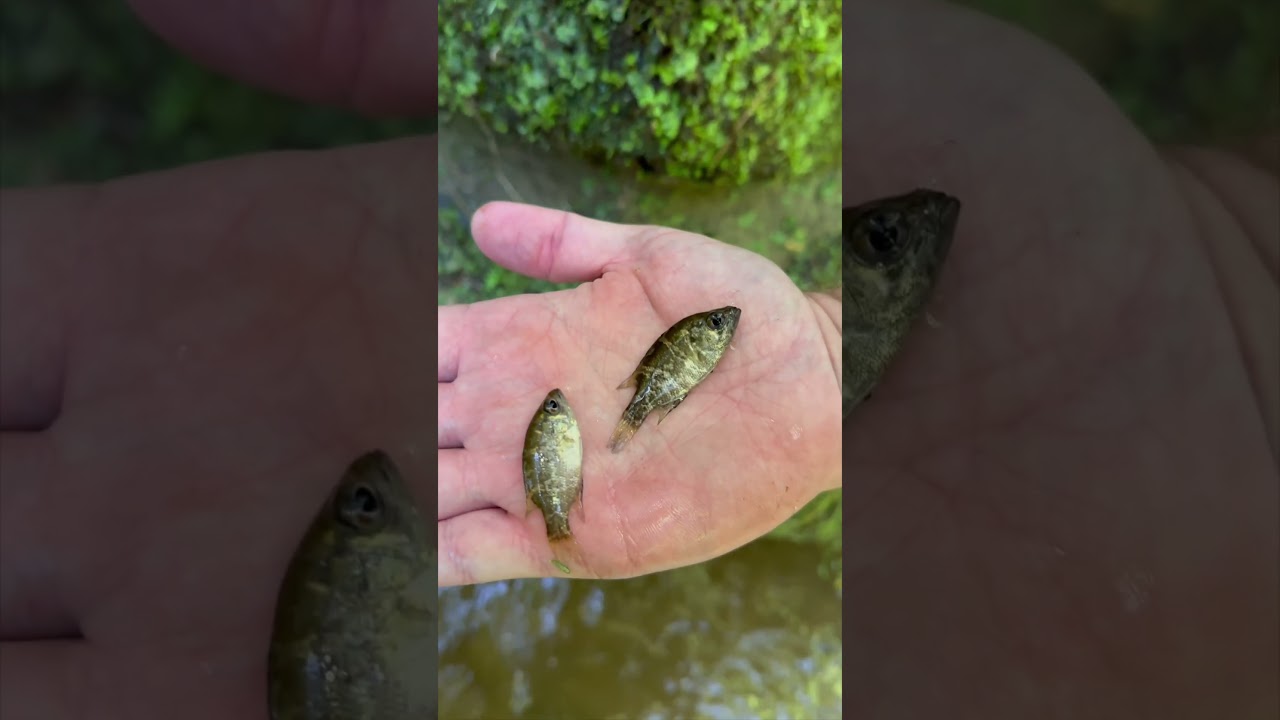 World's Biggest Minner Trap Catches Crawdads! #fishtrap #minners #trapping #creek #wilderness