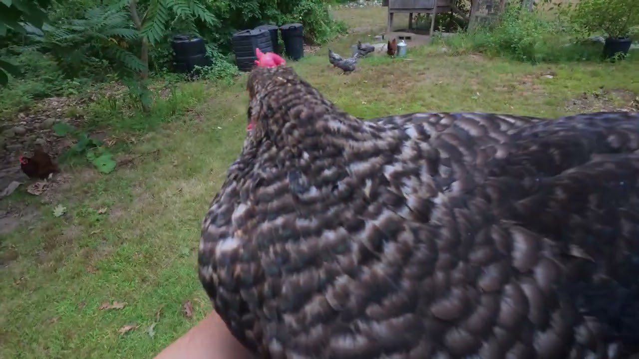 chickens 8.18