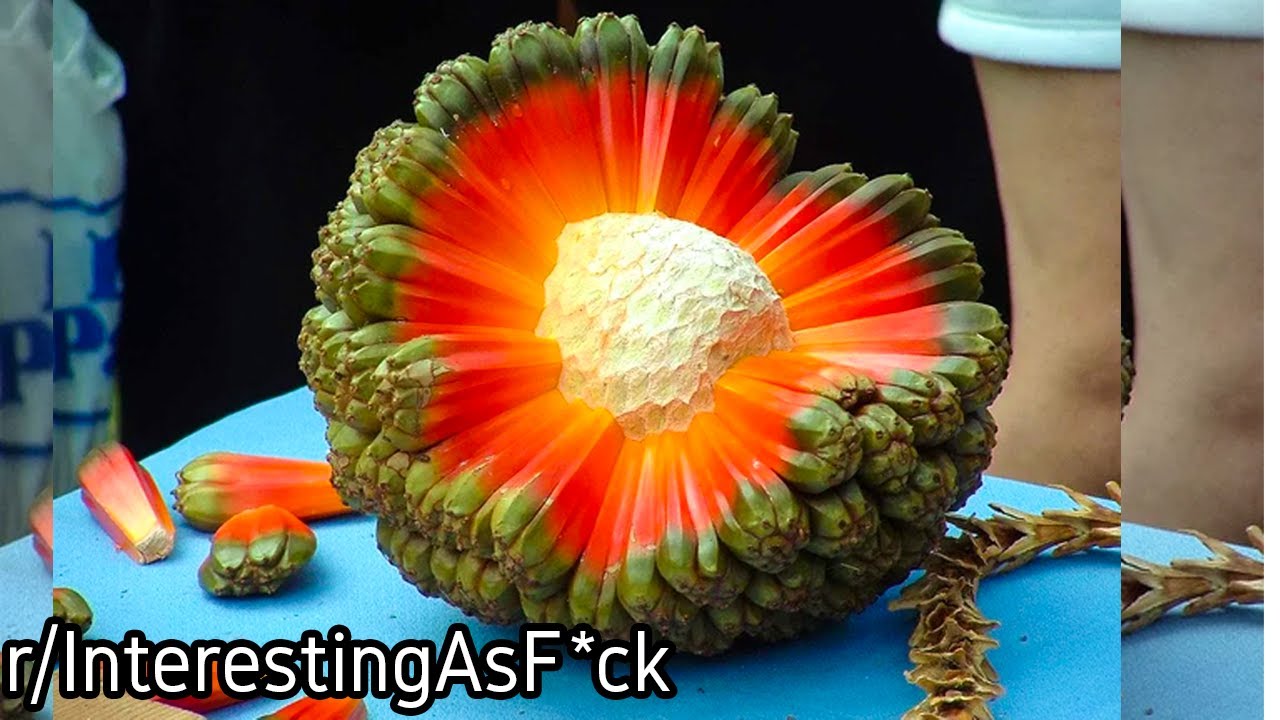 r/InterestingAsF*ck | This is a fruit...