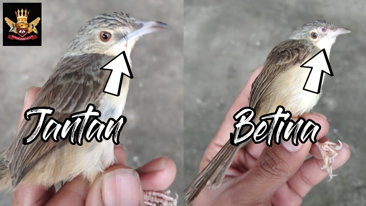 Tips membedakan burung cigun/ciblek gunung jantan dan betina