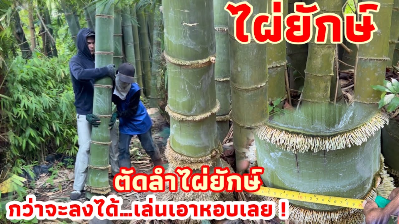 ไผ่ยักษ์…ตัดลำไผ่…กว่าจะลงได้ เล่นเอาหอบ !