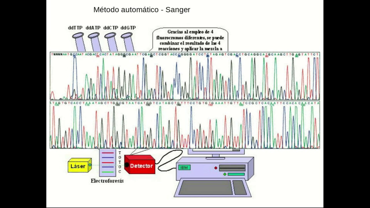 Diseño de primers y análisis de secuenciamiento de genes