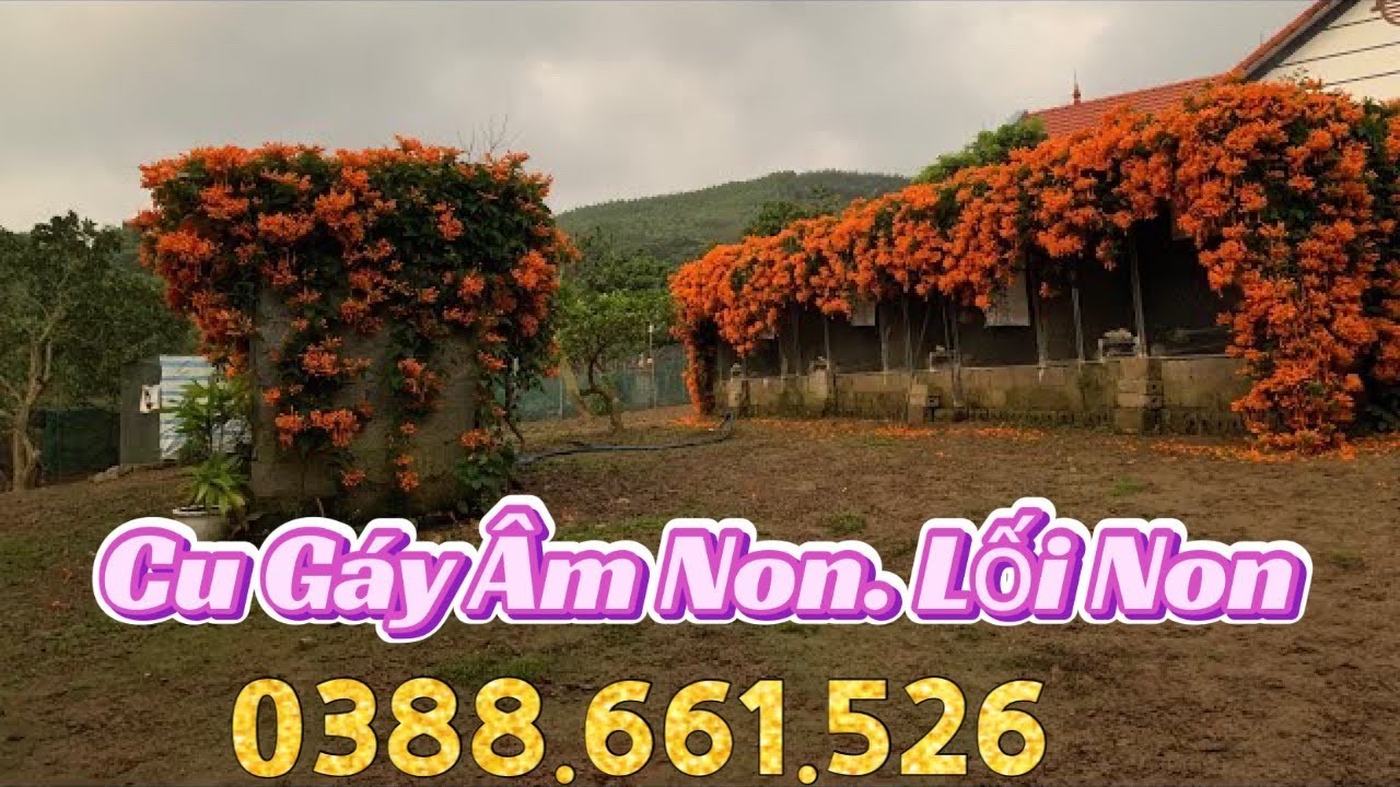 Cu Gáy Âm Non. Âm Lối Non || Trại chim cảnh BG