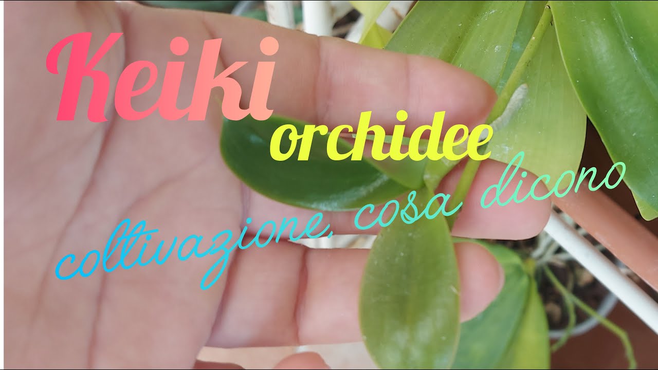 Keiki: coltivazione e cosa ci dicono dell'orchidea