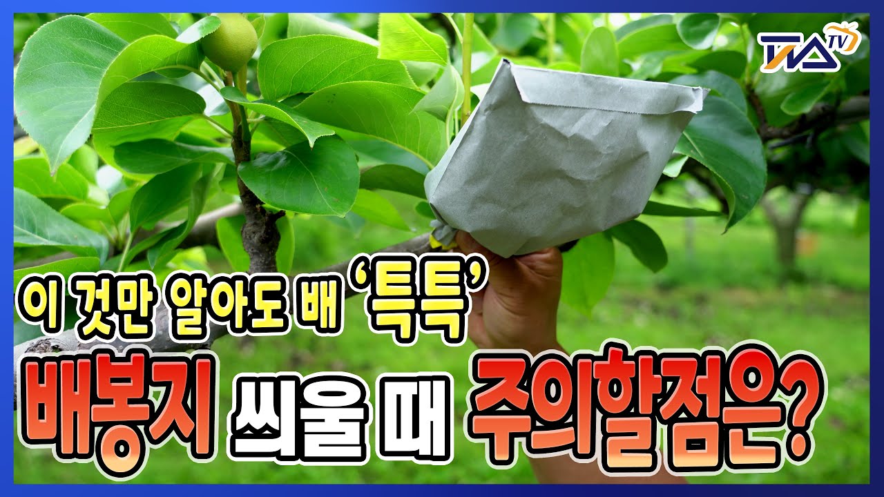 배봉지만 잘 씌어도 특특이 되는 배봉지 주의점 l 배봉지작업 l 배봉지씌우기 l 배 잘지우는 방법 l 배재배노하우 l 피스TV l 피스티비 l 주식회사피스