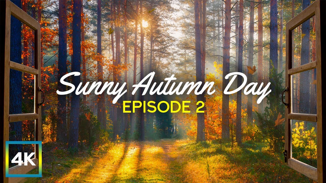 4K Peaceful Window View from a Forest House - Sunny Autumn Day - Relaxing Screensaver #2