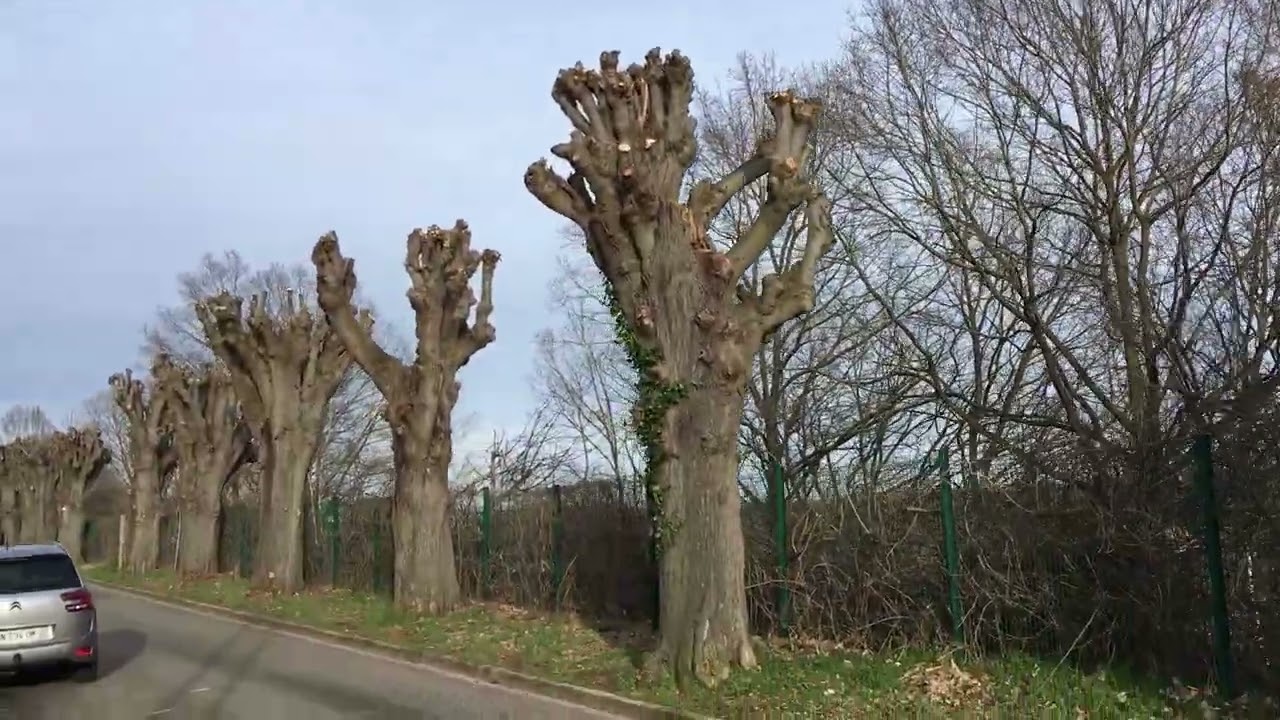 Arbre 🌳 taillé à la rue Charles de petite rosselle