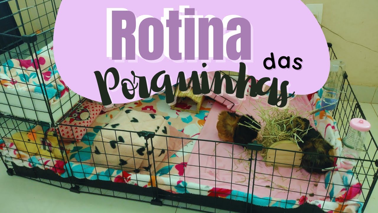 Vlog das Porquinhas! ROTINA COMPLETA das minhas porquinhas da índia :)