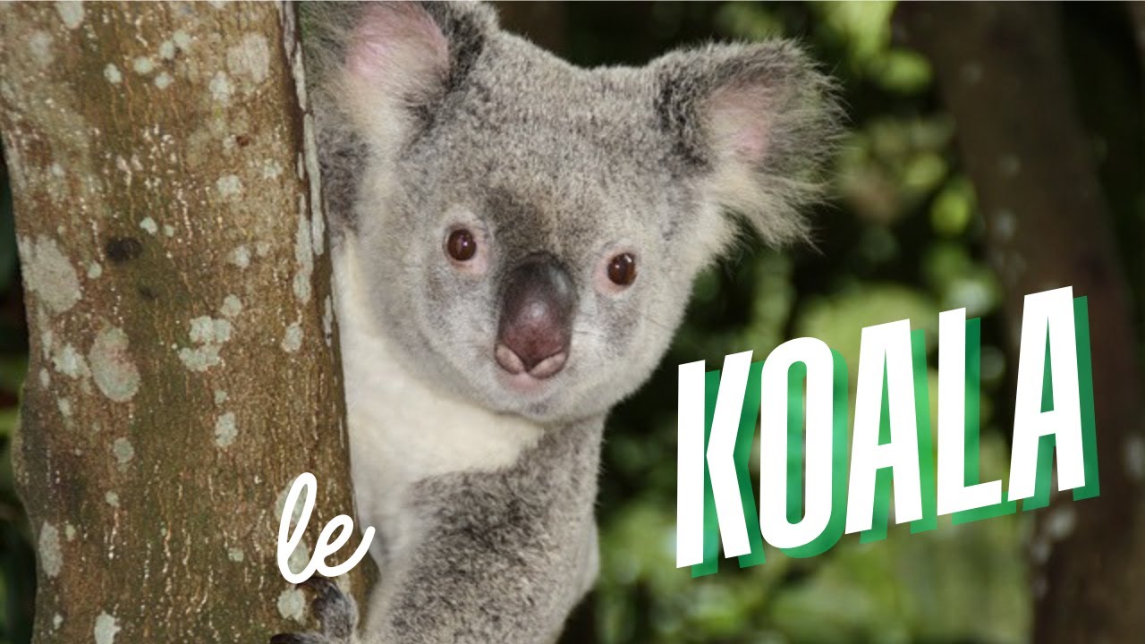 le Koala