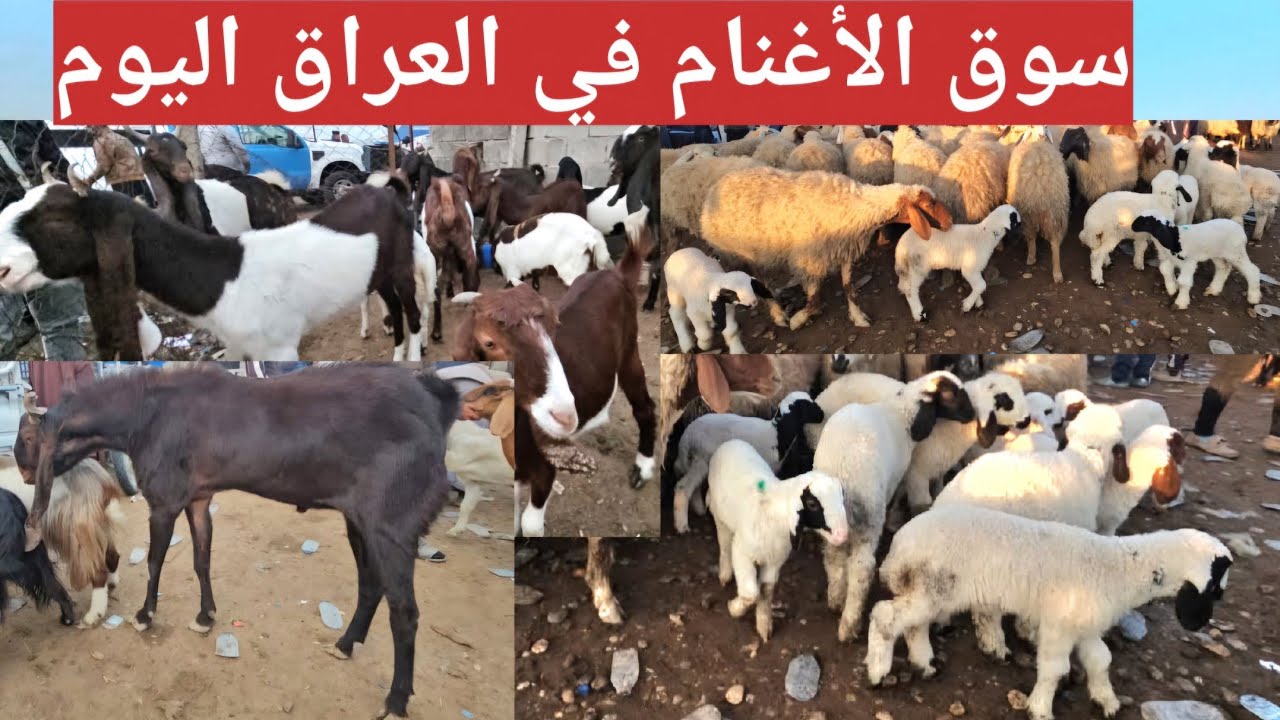#سوق_الأغنام في العراق سوق محافظة ديالى وسط العراق