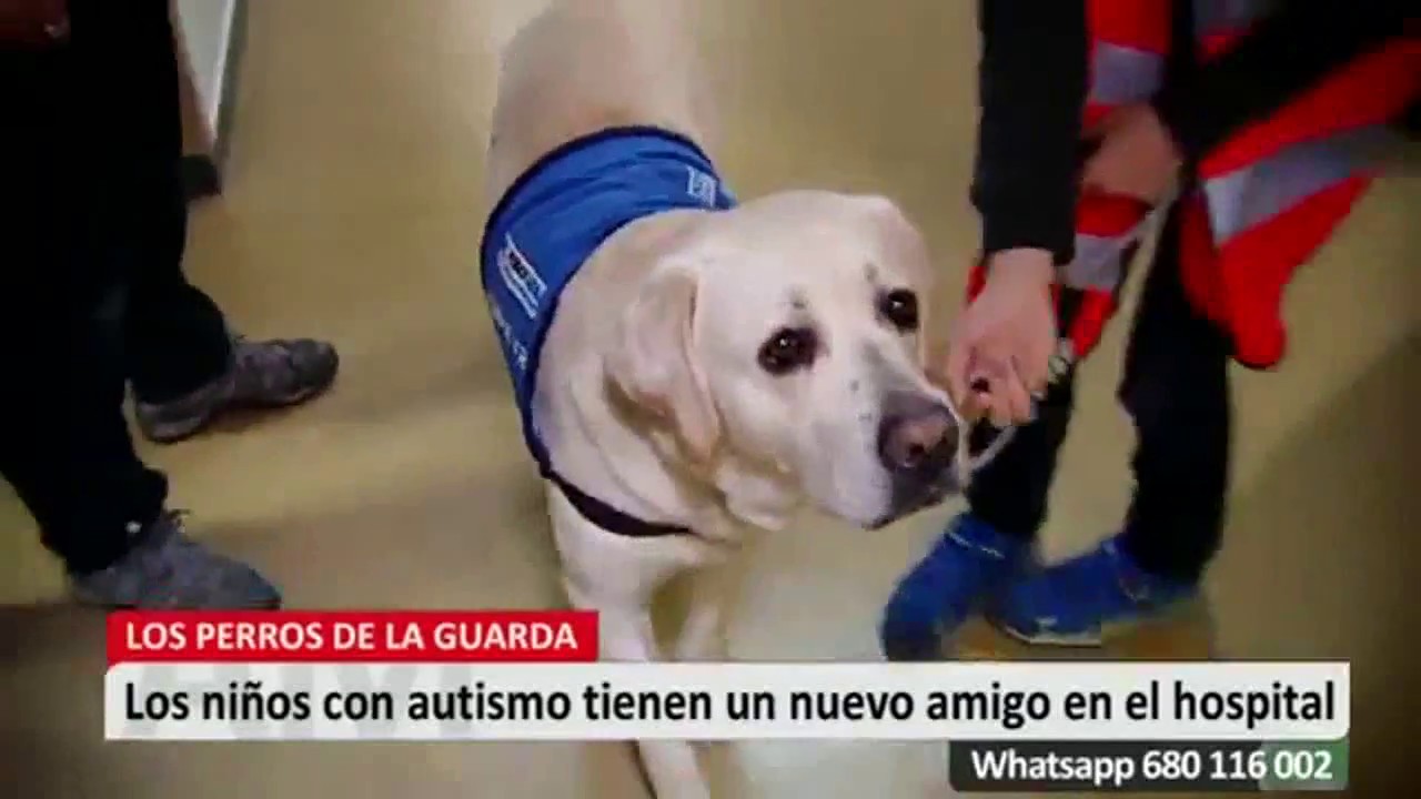 Perros de ayuda para niños con Autismo en hospitales de Madrid